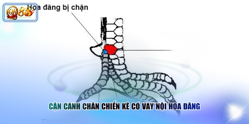 Vảy Nội Hoa Đăng | Cách Nhận Biết Đúng Theo Sư Kê Lâu Năm 2 Cận cảnh chân chiến kê có vảy nội hoa đăng
