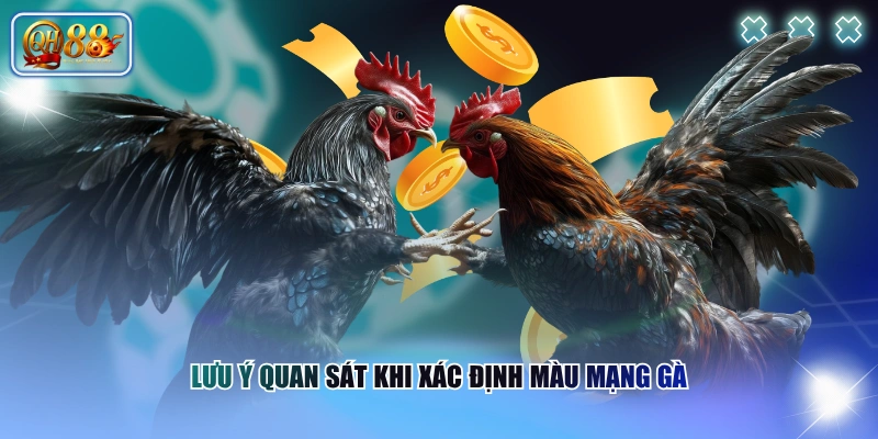 Nhận Diện Màu Gà Mạng Chính Xác Theo Từng Mệnh Phong Thủy 4 Lưu ý quan sát khi xác định màu mạng gà