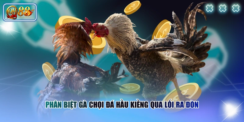 Cách Nhận Biết Gà Chọi Đá Hầu Kiềng Qua Dấu Hiệu Đặc Trưng 3 Phân biệt gà chọi đá hầu kiềng qua lối ra đòn