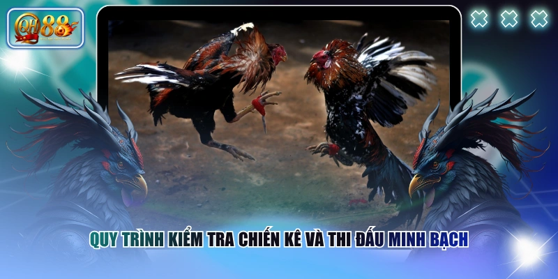 Luật Chơi Trực Tiếp Đá Gà Thomo Từ A-Z Cho Người Mới 3 Quy trình kiểm tra chiến kê và thi đấu minh bạch